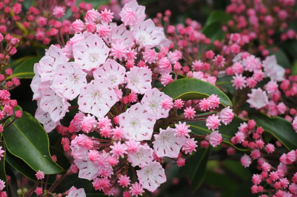 mountain laurel