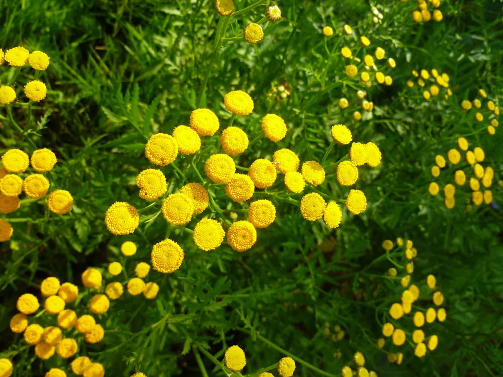 common tansy