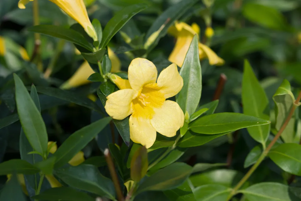 carolina jessamine