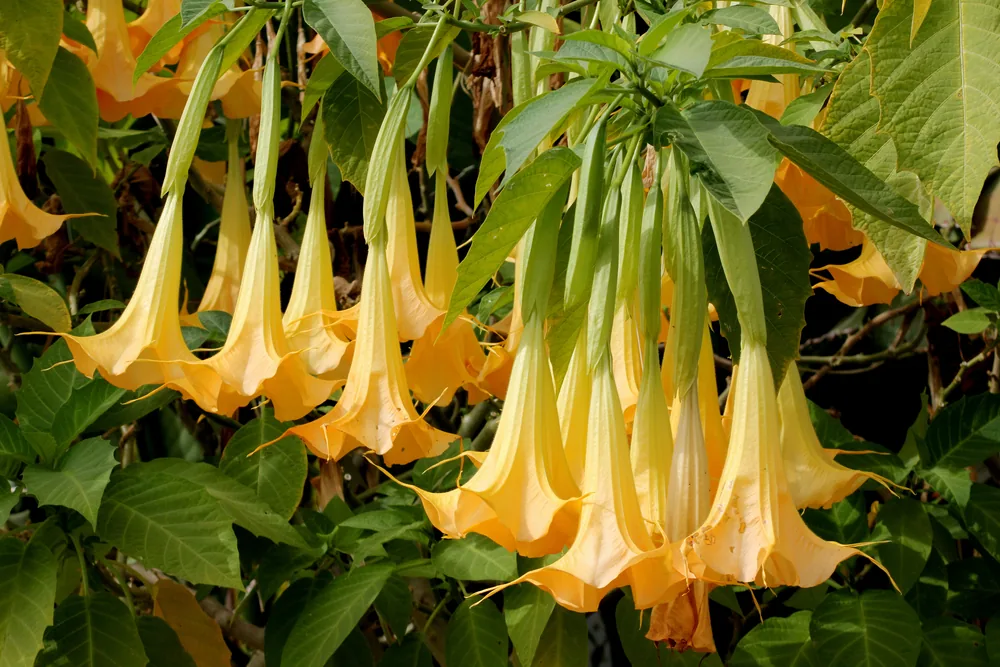 angel‚Äôs trumpet