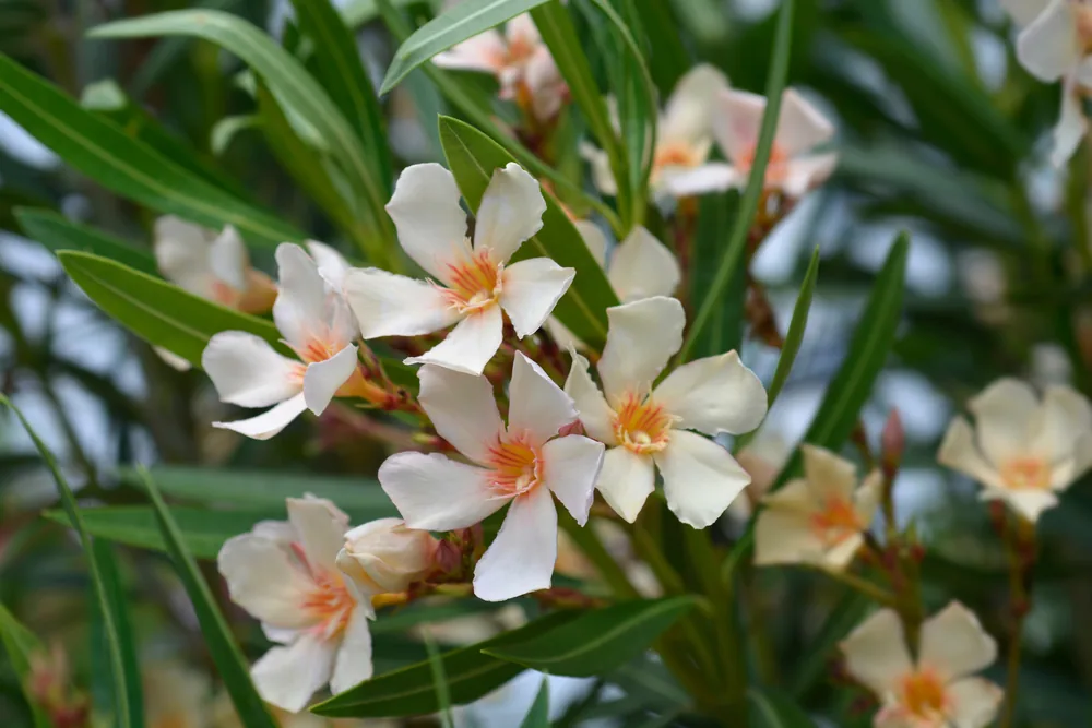 oleander