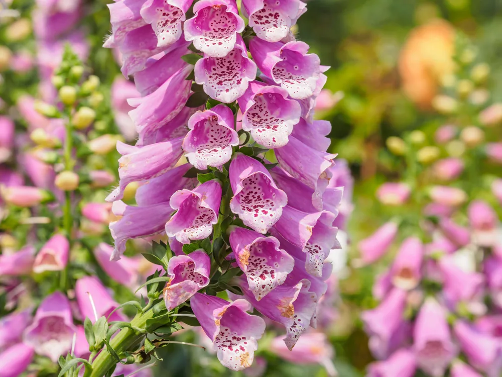 foxglove