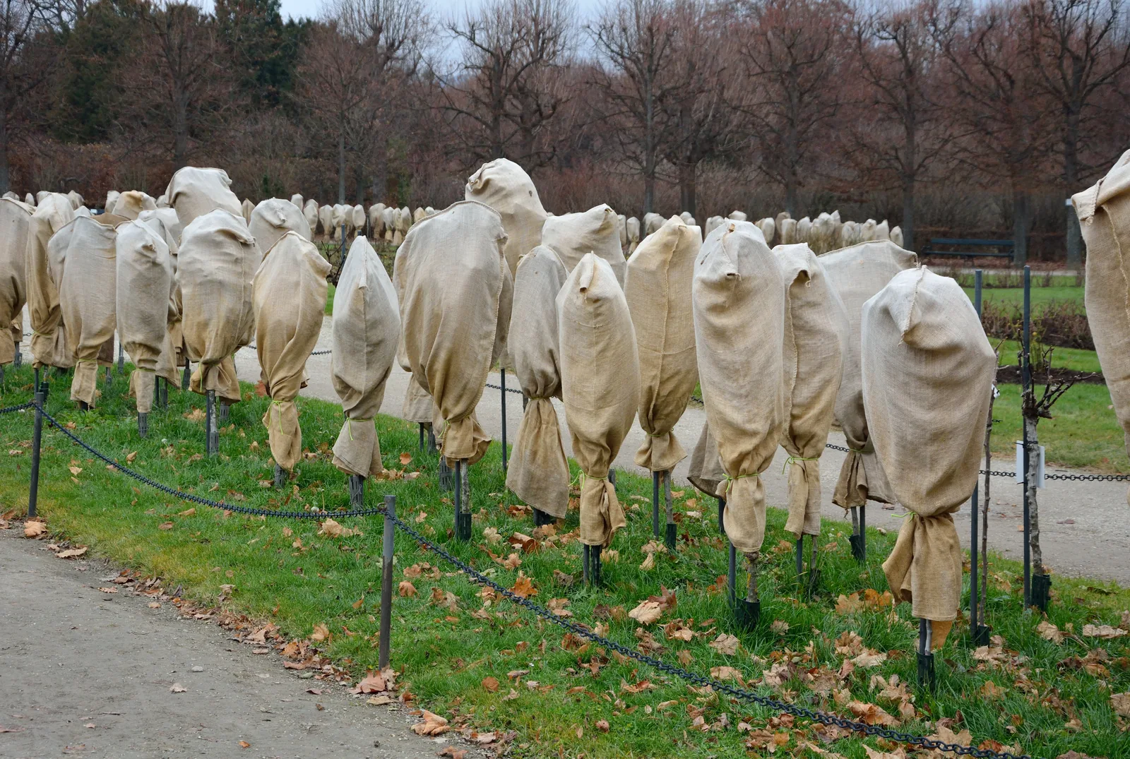 Plants in covers for winter protection