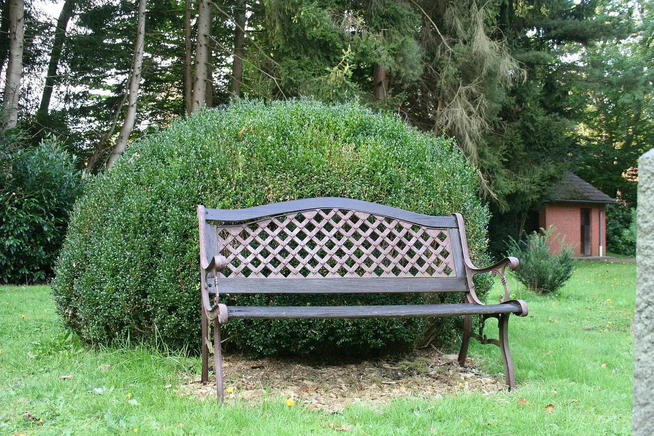 Boxwood behind a garden bench