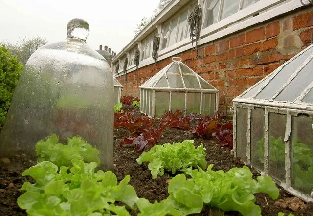 Organic garden cloches