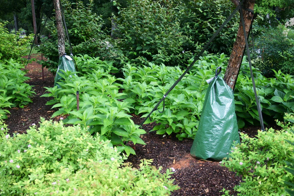 Plant bags amid trees and bushes
