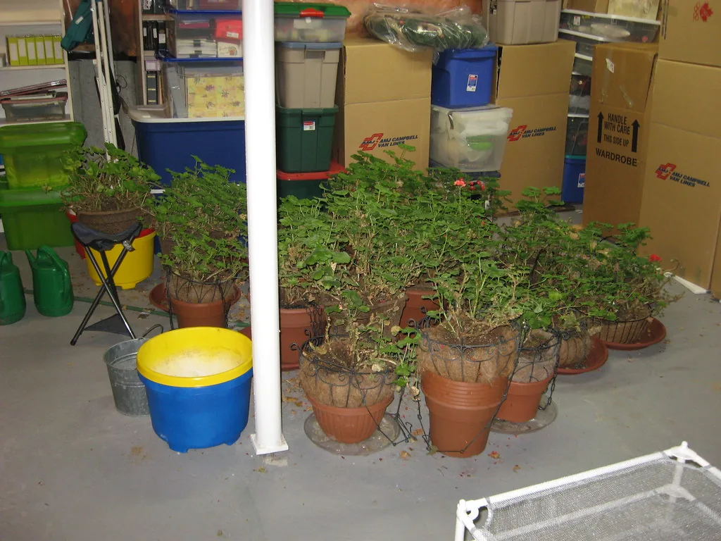 Overwintering-geraniums