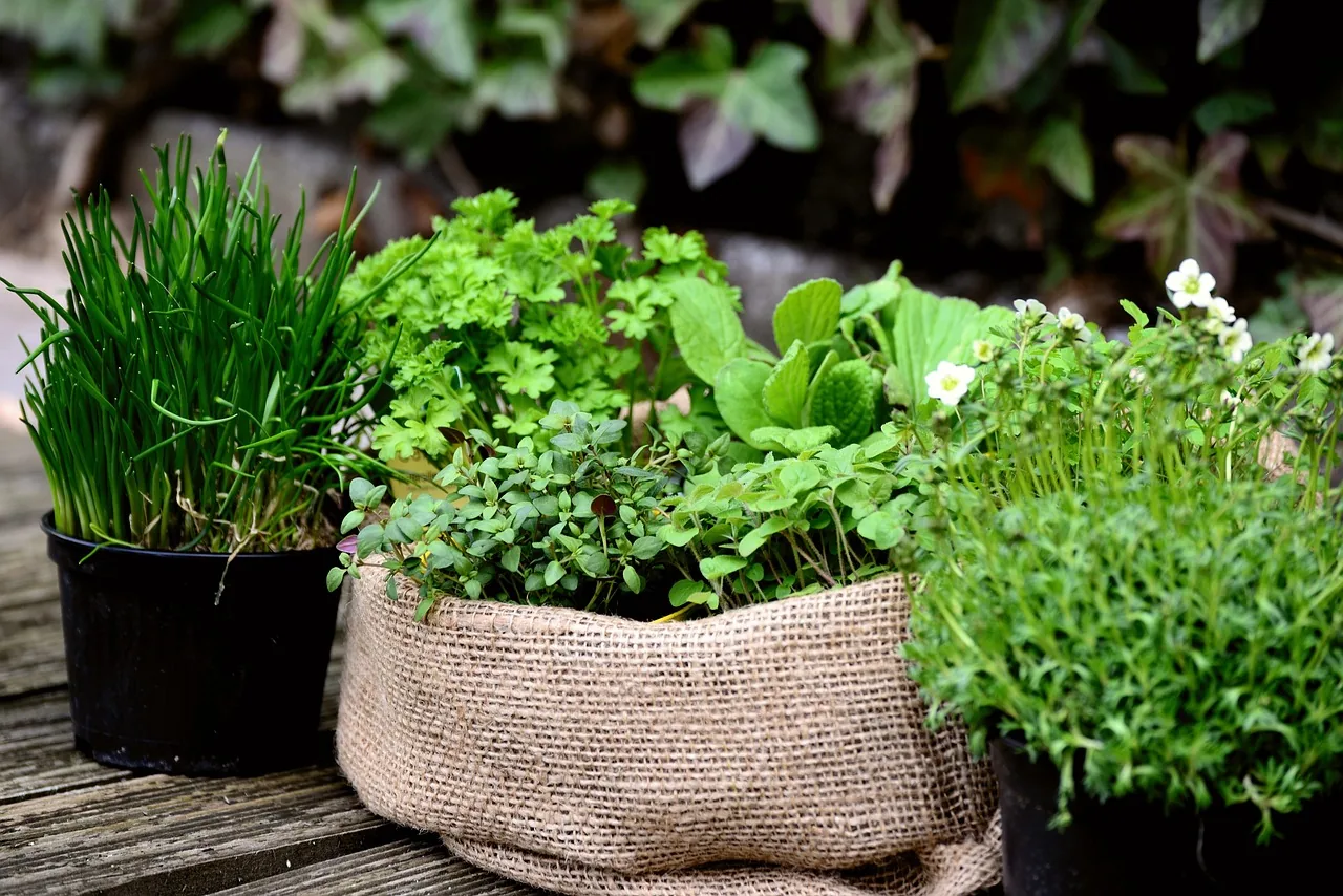 Edible plants in pots for shade garden