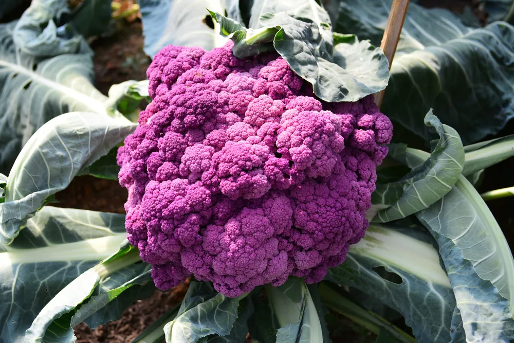 purple-cauliflower
