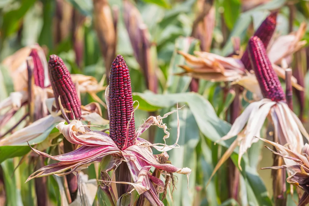 purple-corn