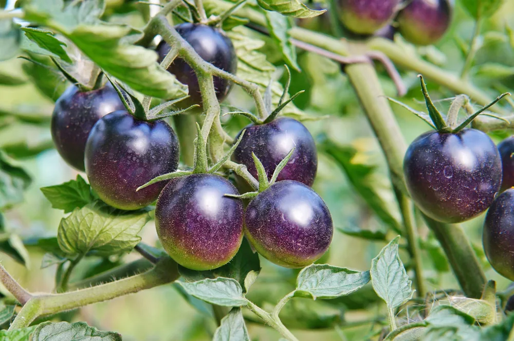 indigo-rose-tomato