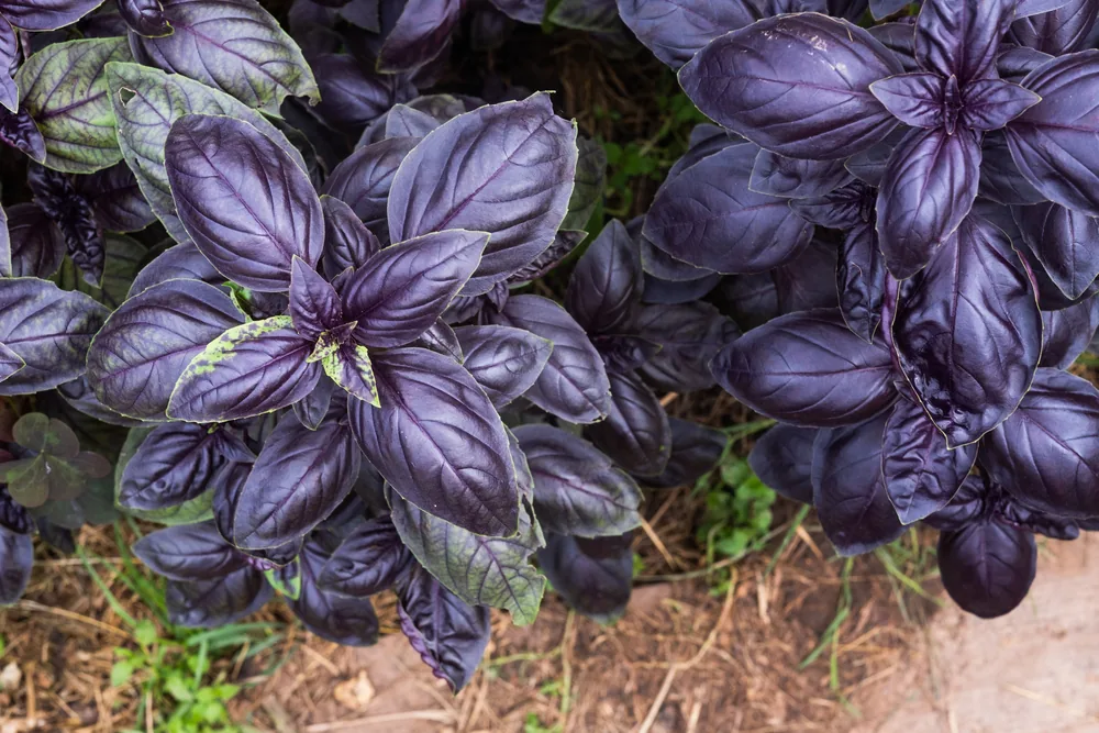 purple-basil