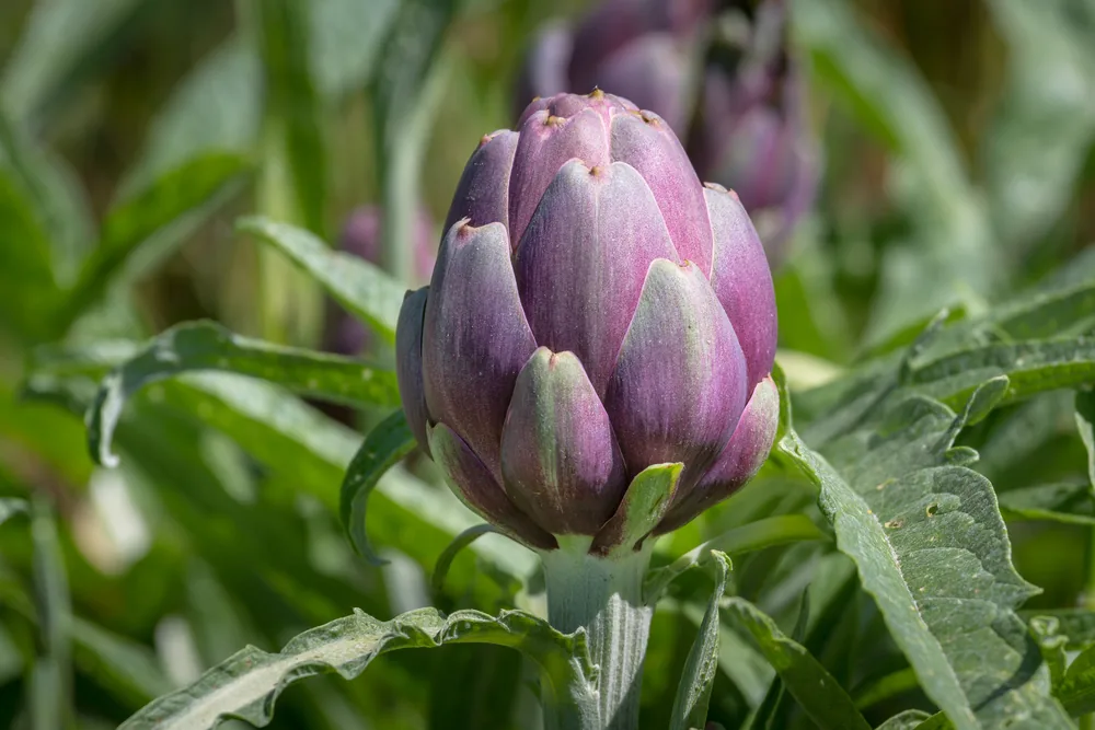 artichoke