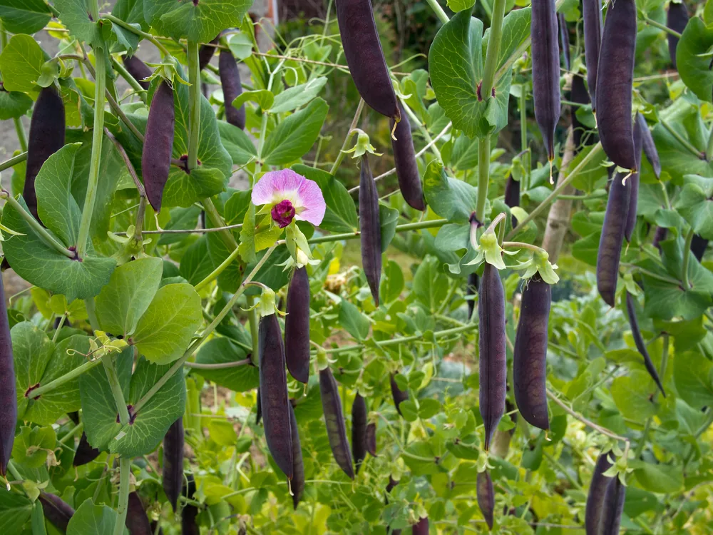 purple-podded-pea