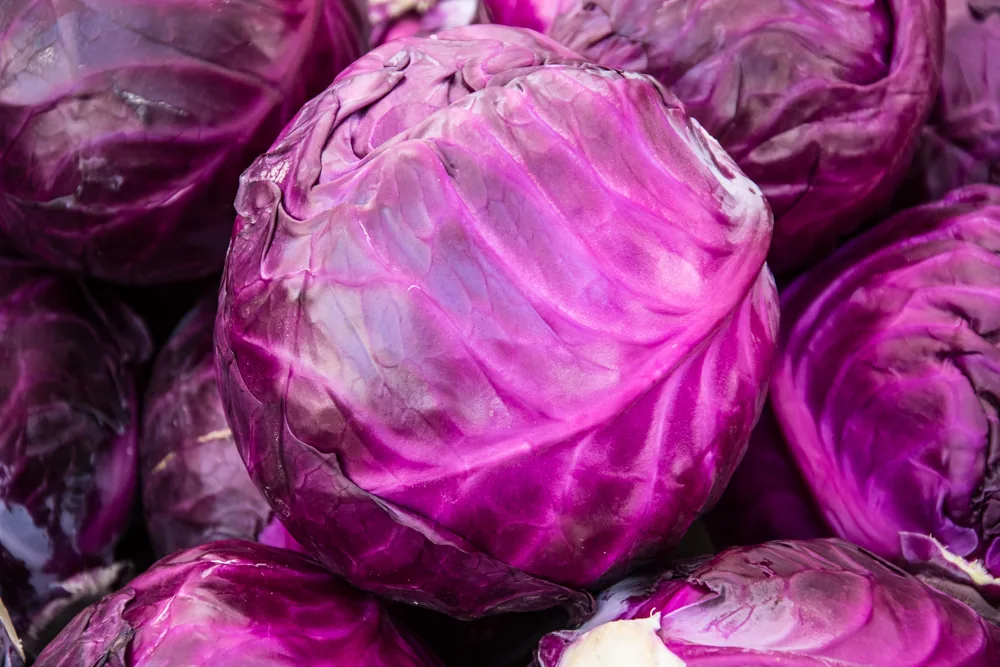 red-cabbage