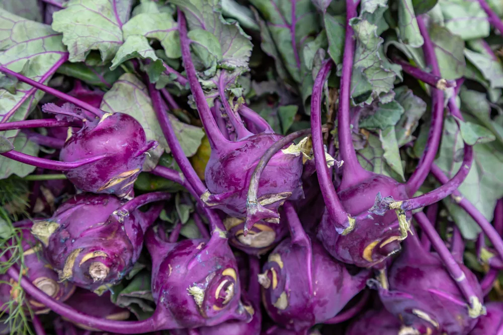 purple-kohlrabi