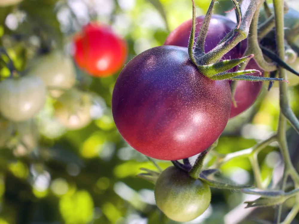 cherokee-purple-tomato