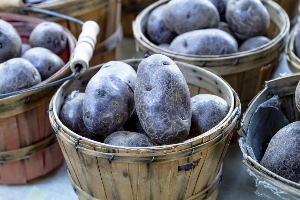 purple-potato
