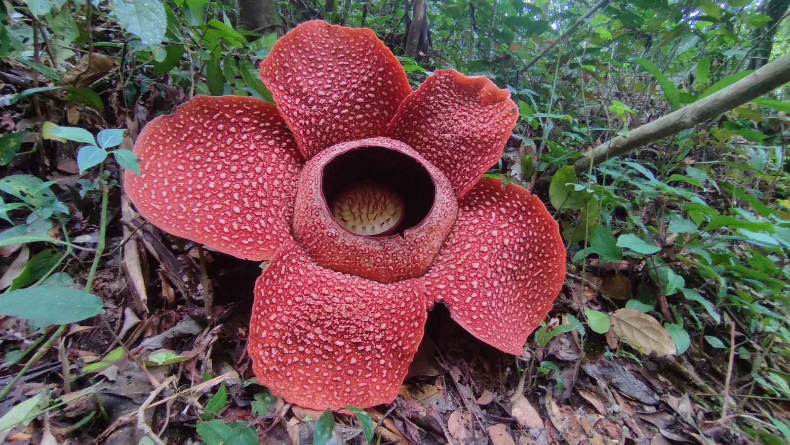 Rafflesia arnoldii plants going extinct
