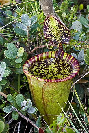 Nepenthes attenboroughii going extinct