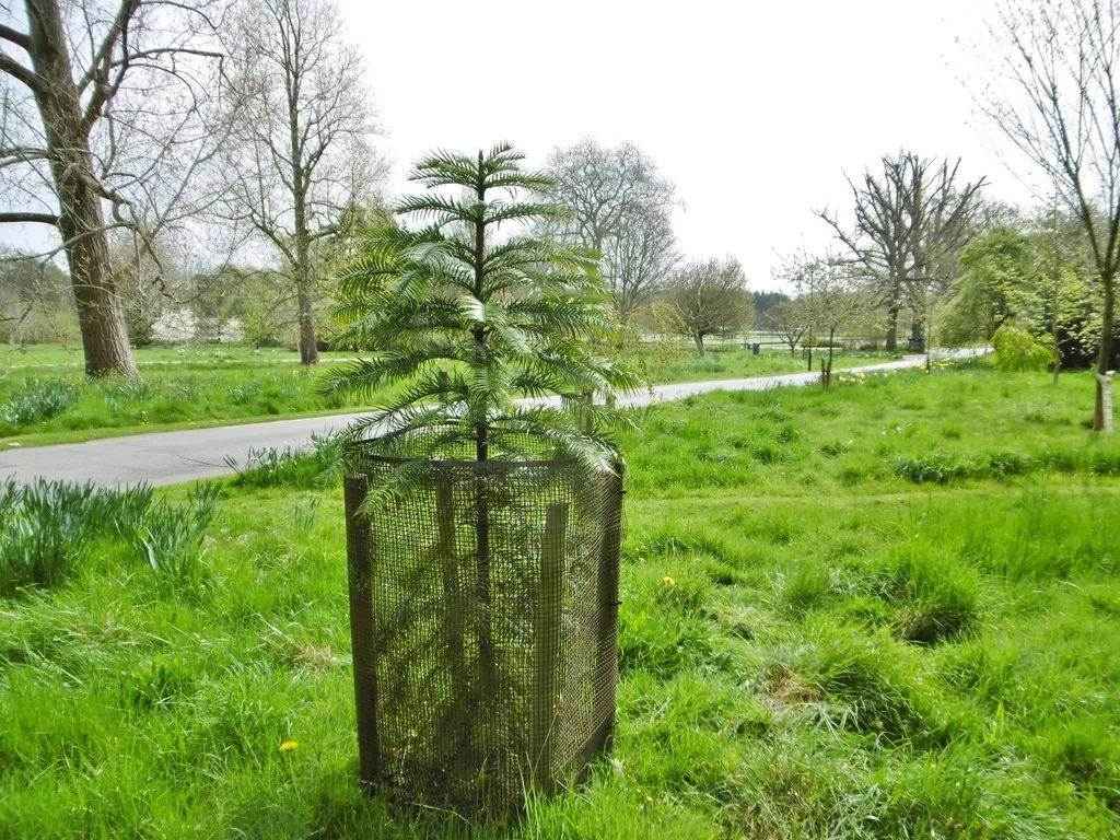 Wollemi Pine going extinct