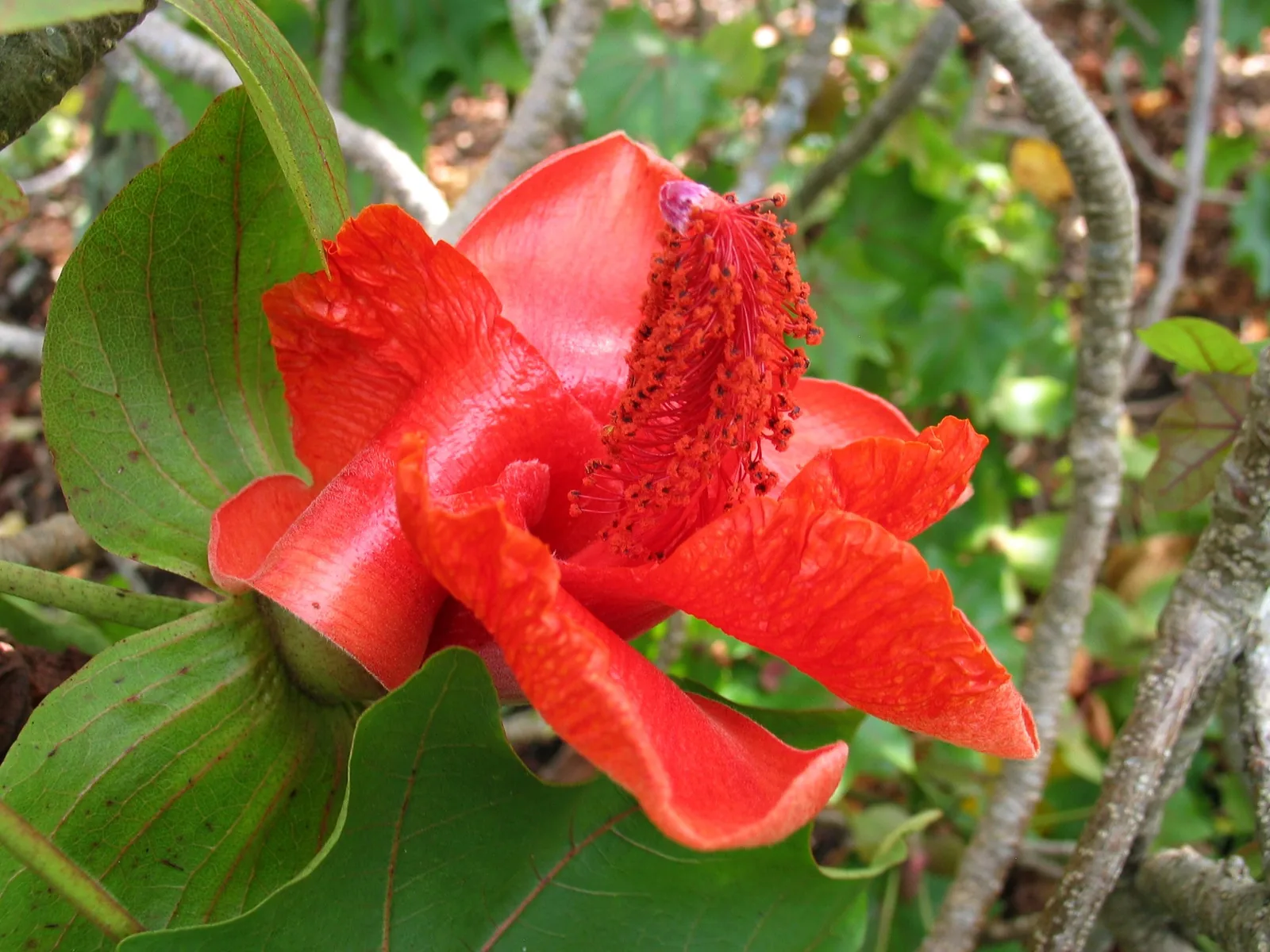 Hawaiian Tree Cotton red flower