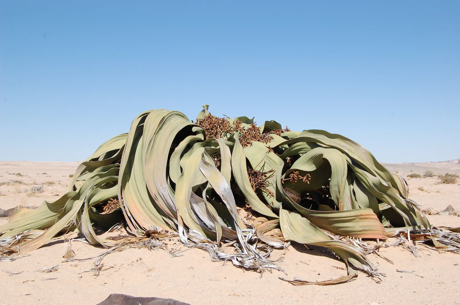 Welwitschia mirabilis plant