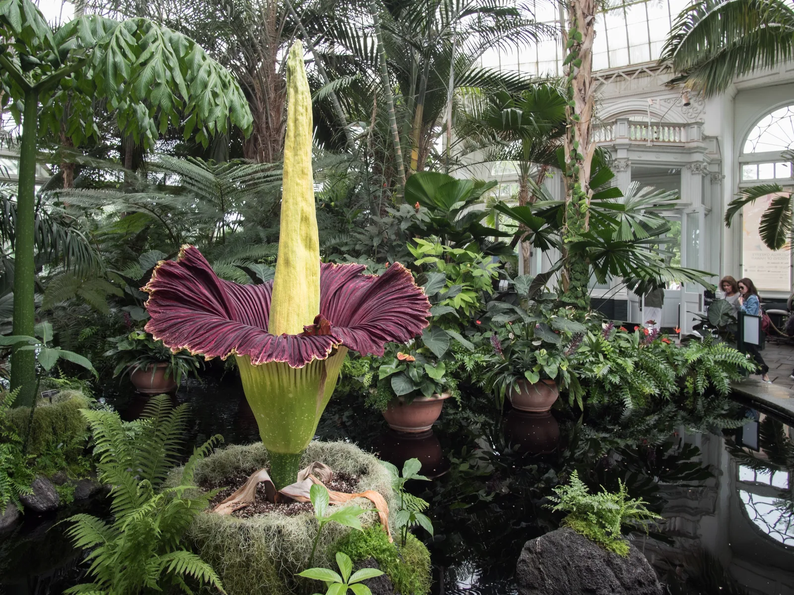Corpse flower going extinct