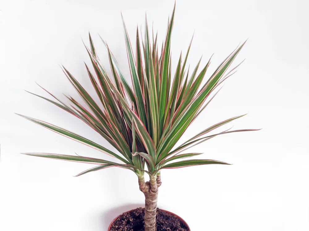 dracaena