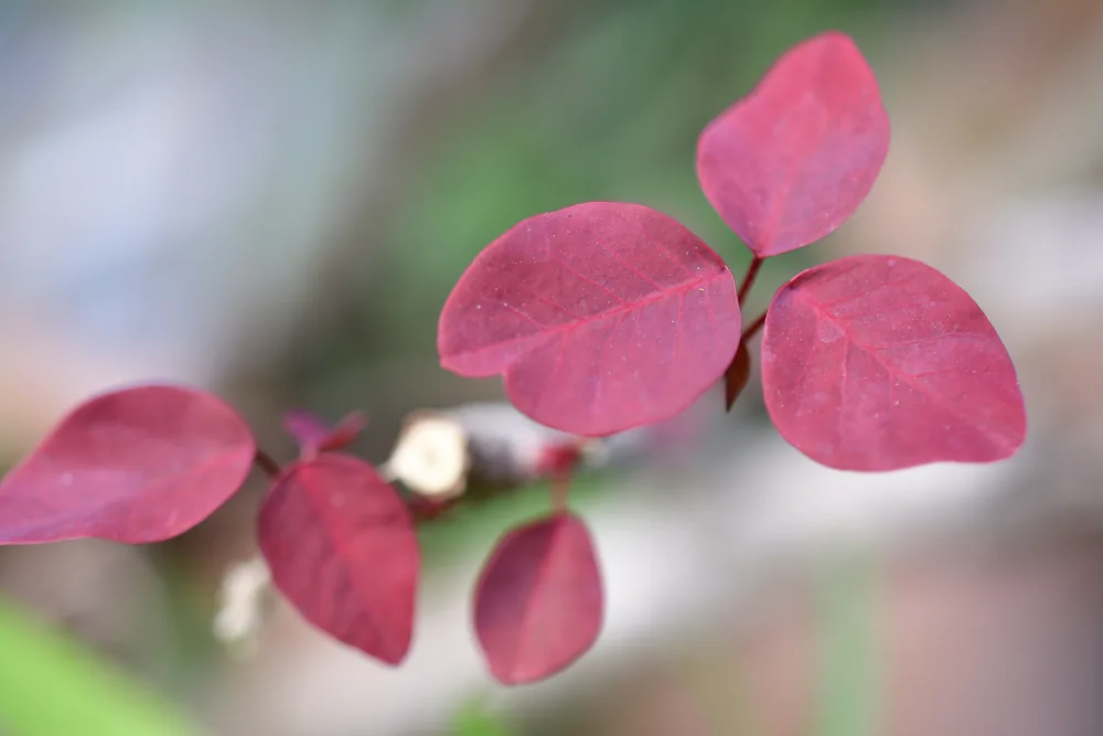 euphorbia cotinifolia