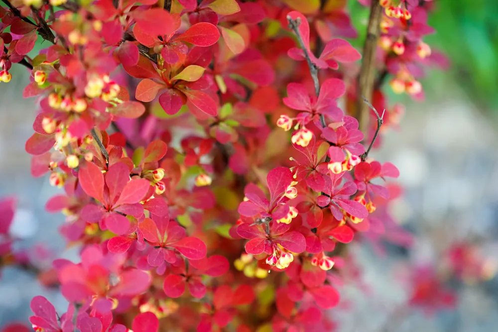 barberry bush
