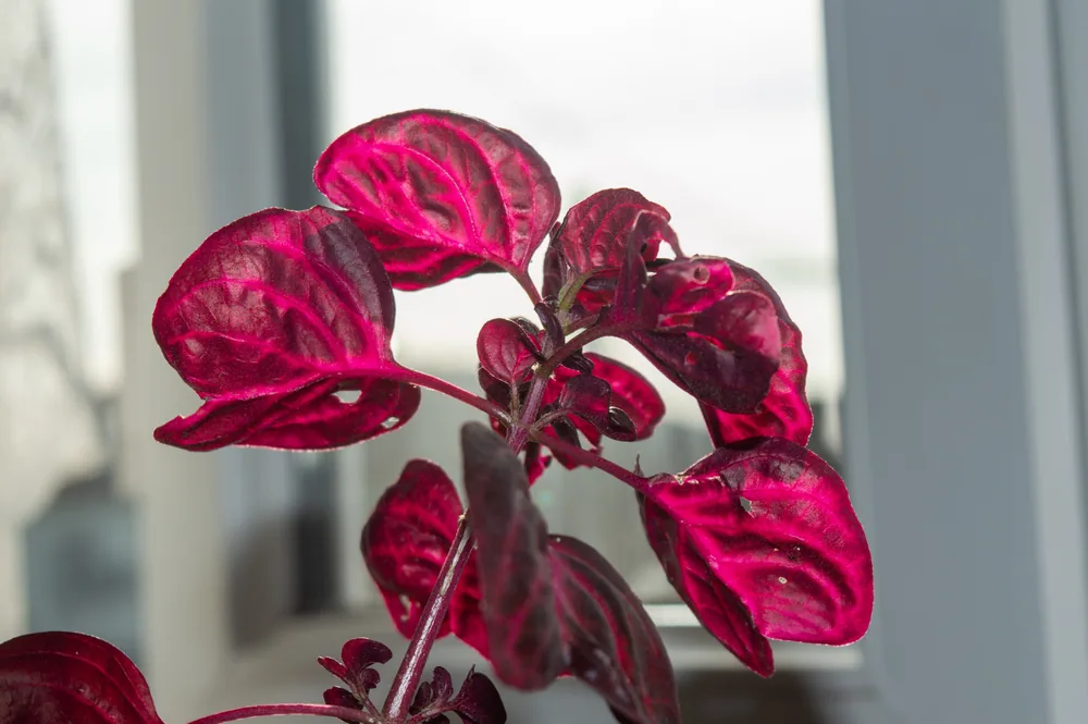 chicken gizzard plant