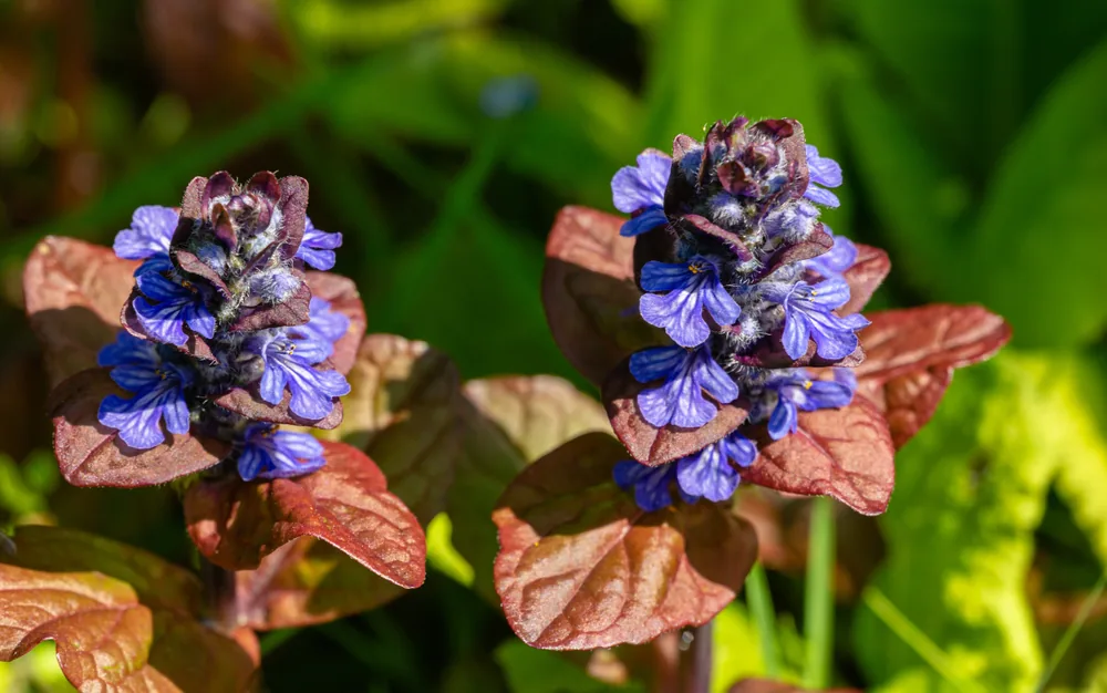 bugleweed