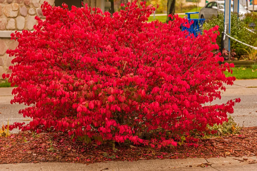 burning bush