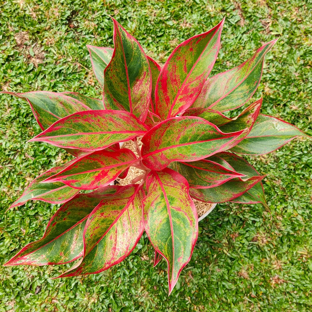 red ruby aglaonema