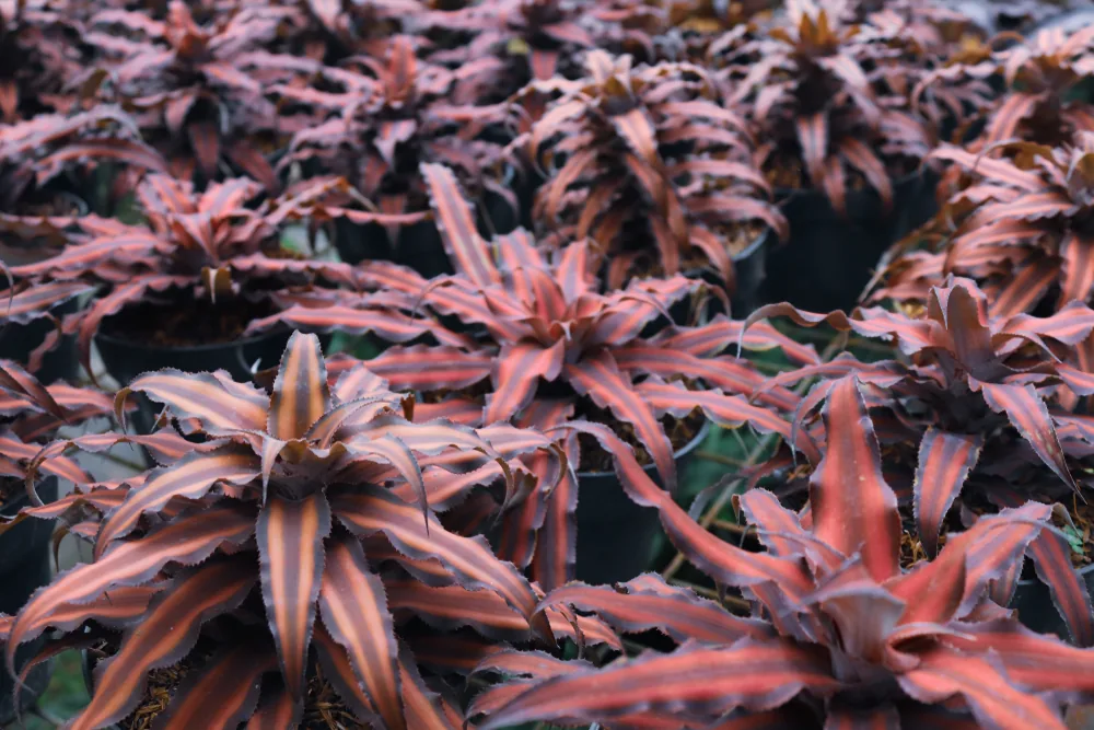 cryptanthus
