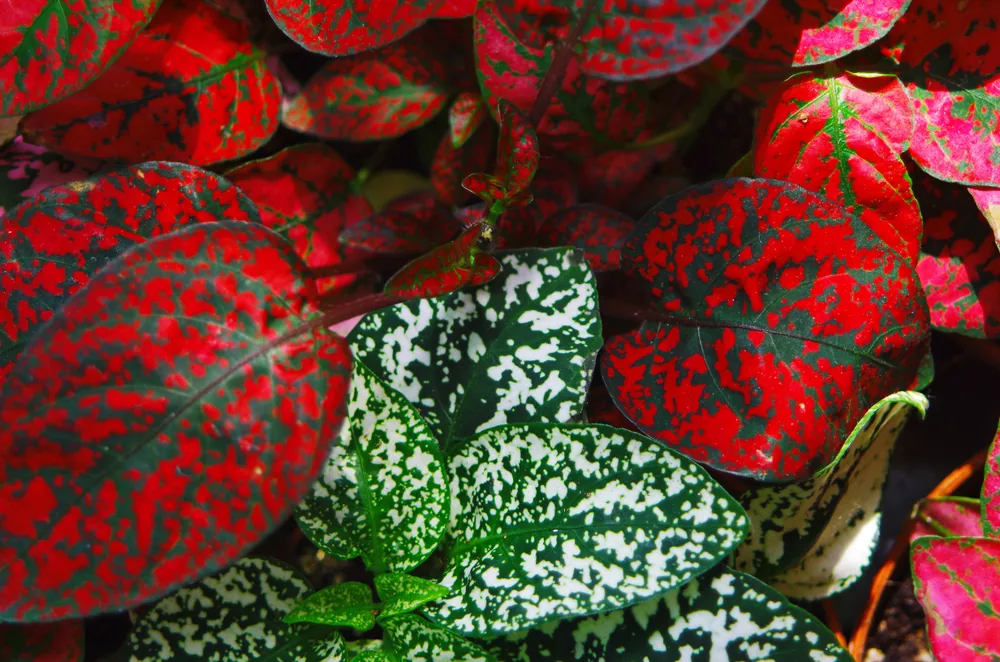 polka dot plants