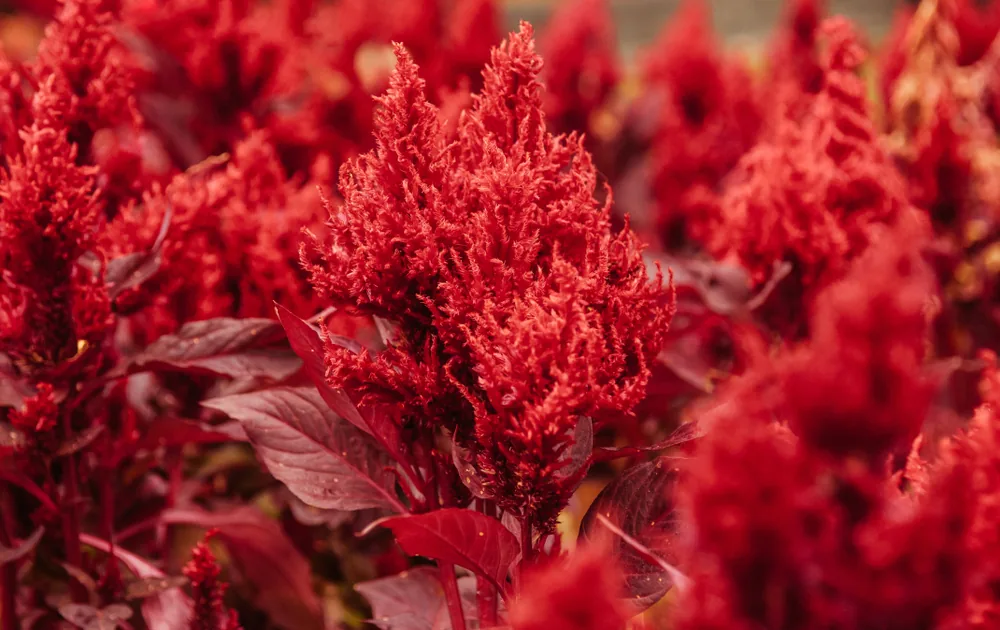 celosia