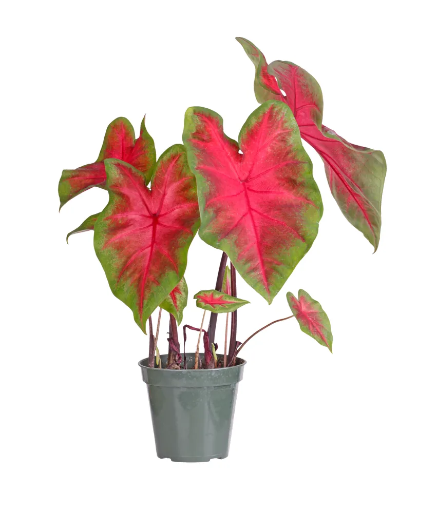 caladium
