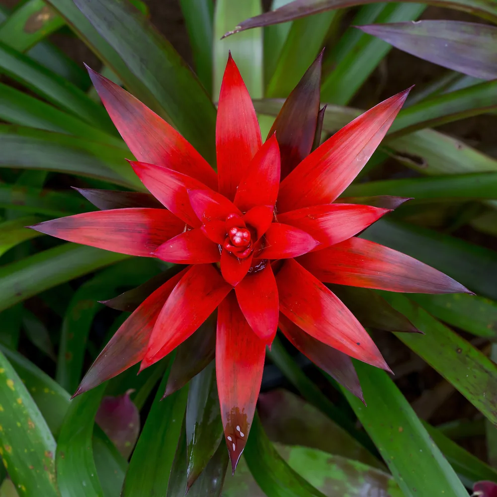 bromeliads