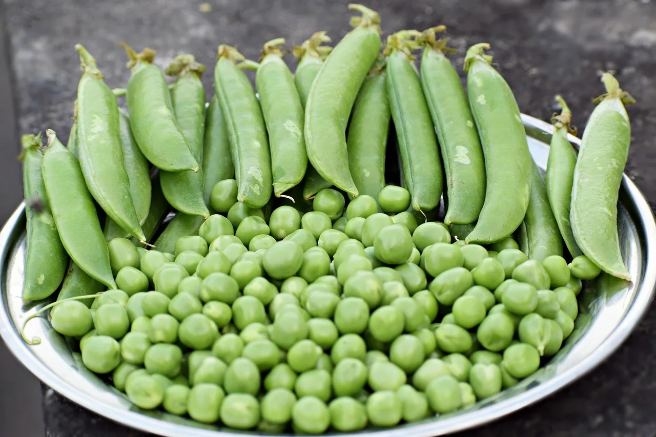 Green peas in a steel bowl