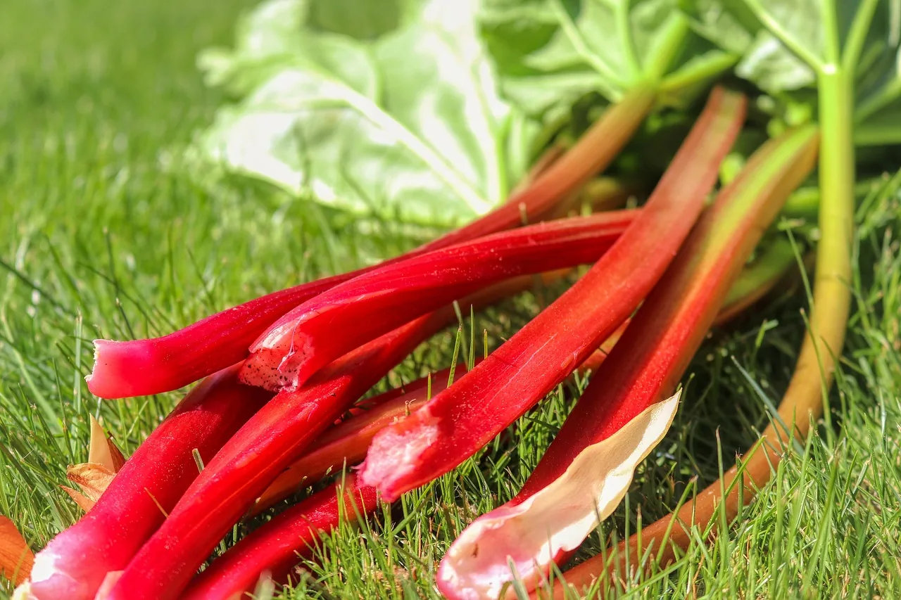 Rhubarb on the grass