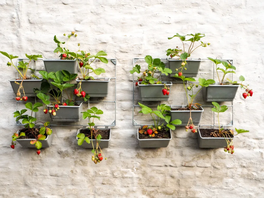 mounted strawberry containers