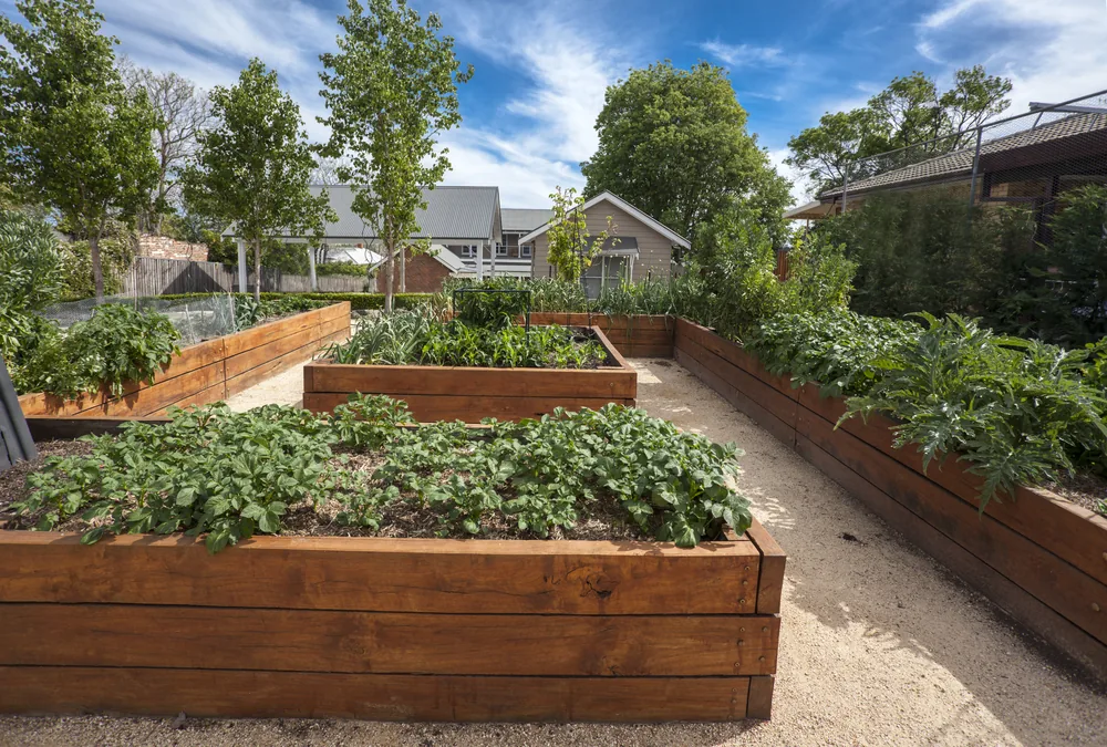 raised beds and no lawn