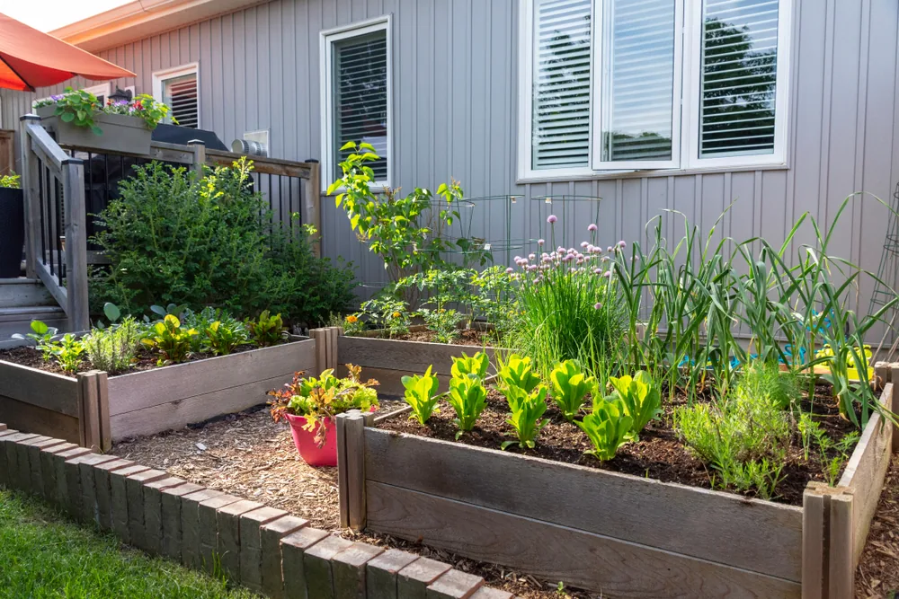 raised beds on a platform