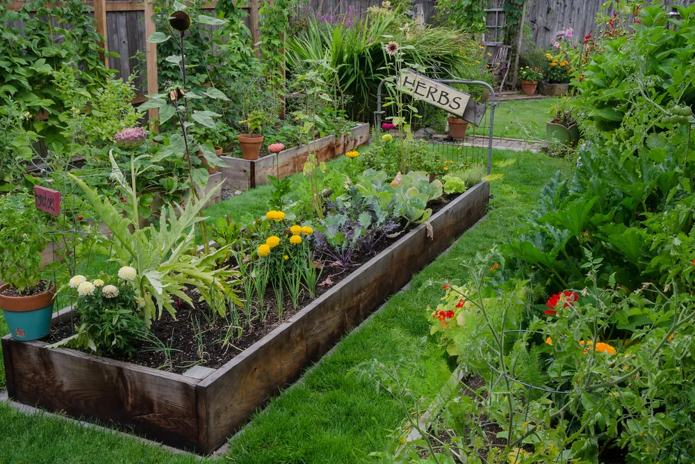 raised beds with herb garden in the middle