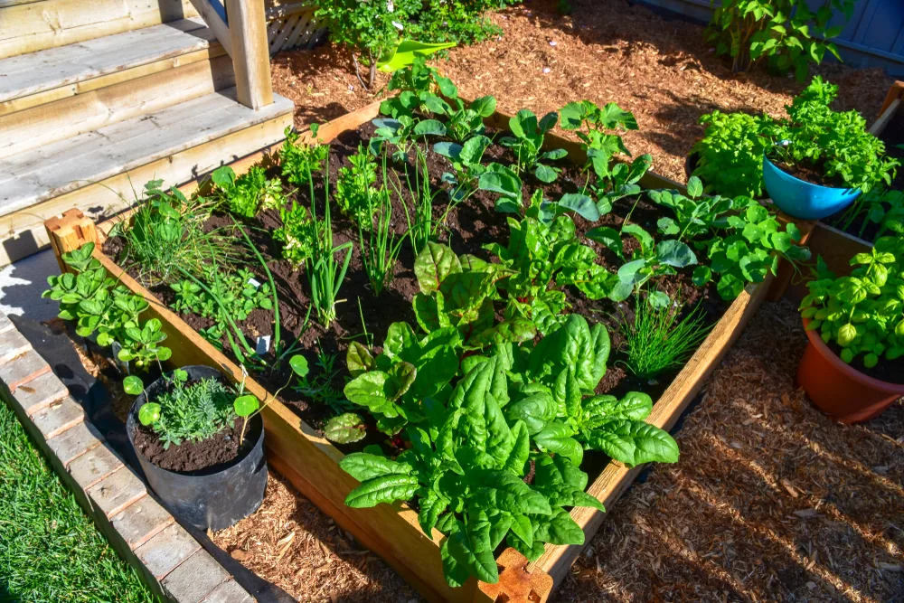 square raised bed