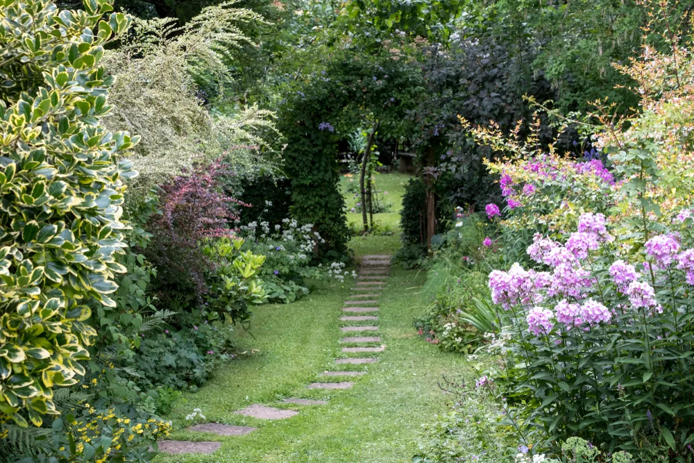 stone path surrounded by plants