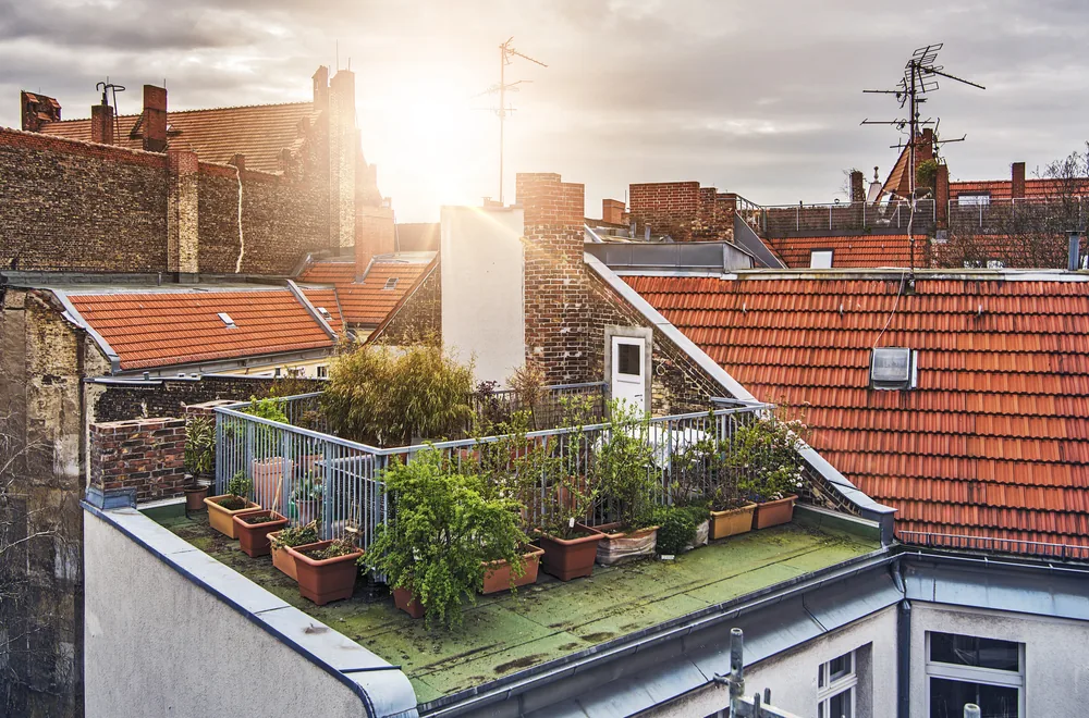 container garden on a roof