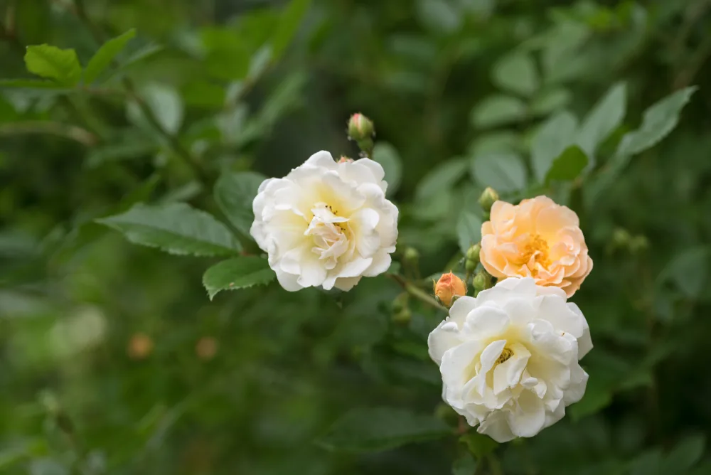 ghislaine de féligonde